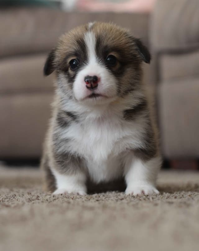 Pembroke Welsh Corgi Puppies media 2