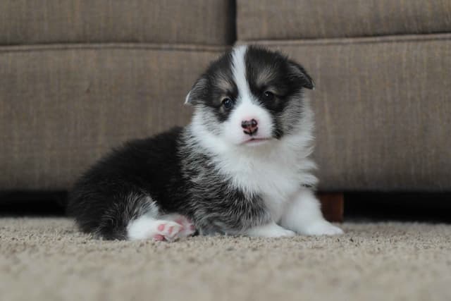 Pembroke Welsh Corgi Puppies media 3