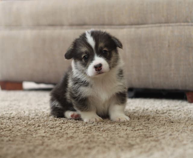 Pembroke Welsh Corgi Puppies media 5