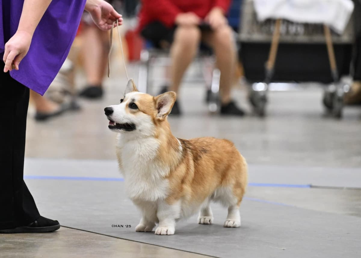 Pembroke Welsh Corgi Puppies breeder image 5
