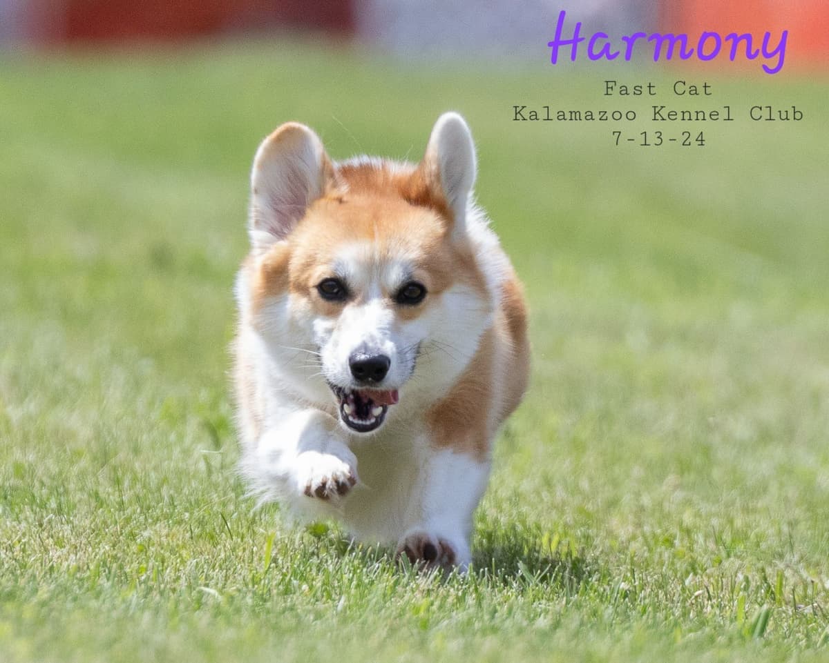 Pembroke Welsh Corgi Puppies breeder image 6
