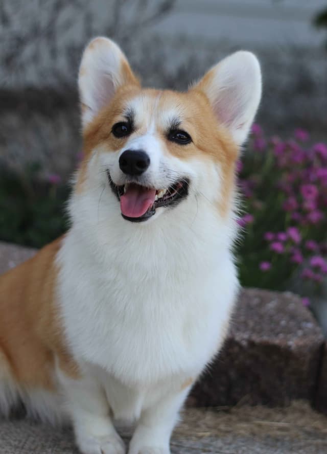 Pembroke Welsh Corgi Puppies media 6