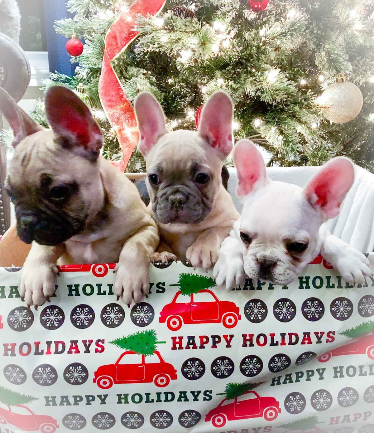 Adorable French Bulldog Puppies breeder image 1