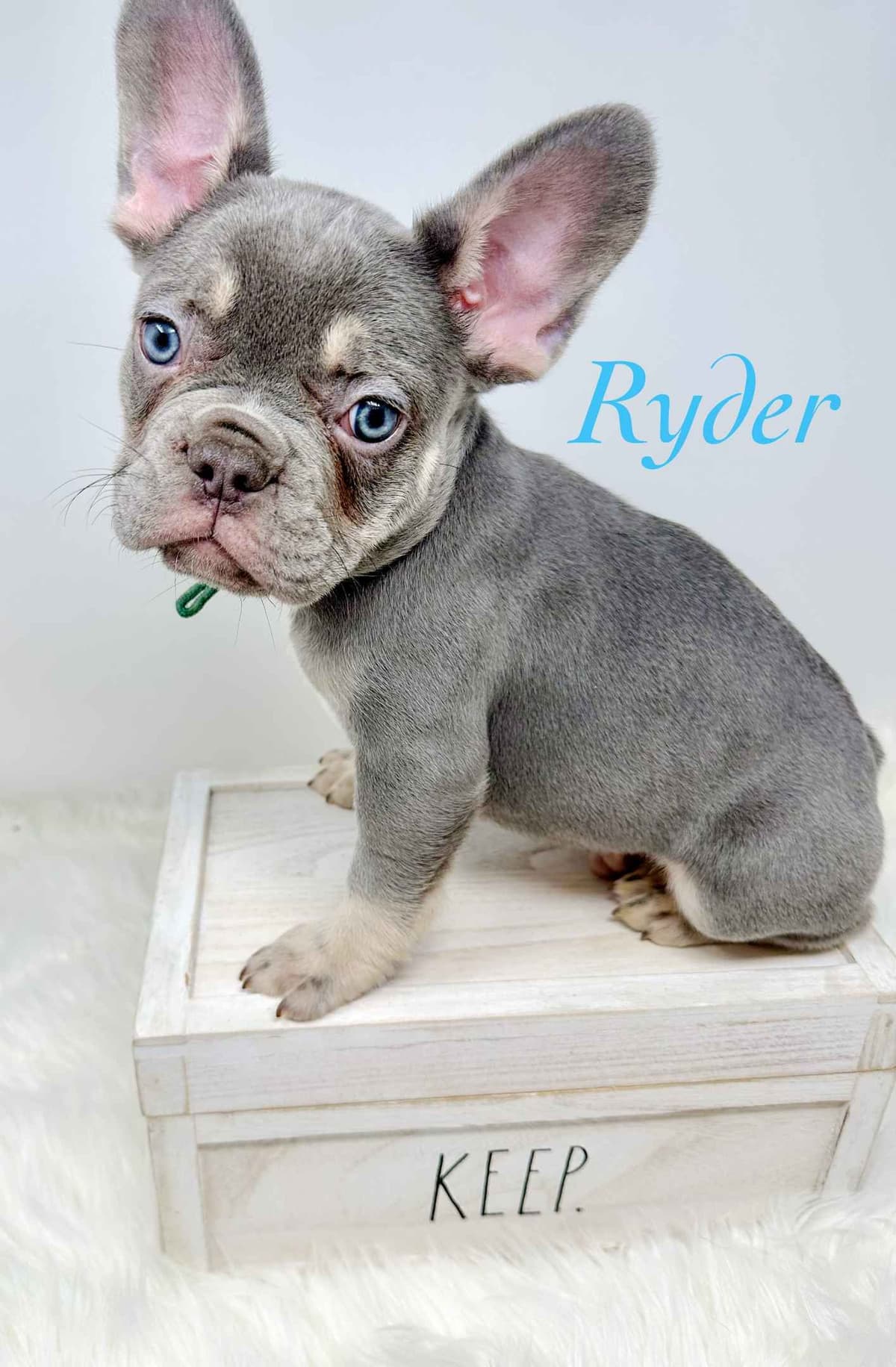 Adorable French Bulldog Puppies breeder image 2