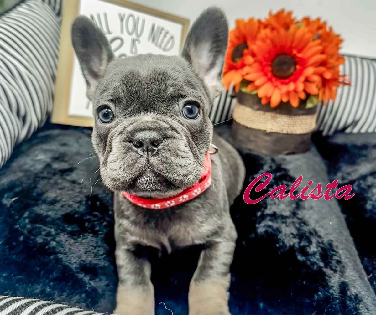 Adorable French Bulldog Puppies breeder image 4