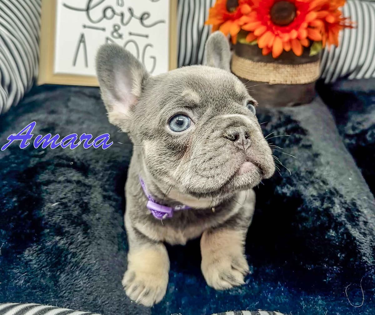 Adorable French Bulldog Puppies breeder image 5