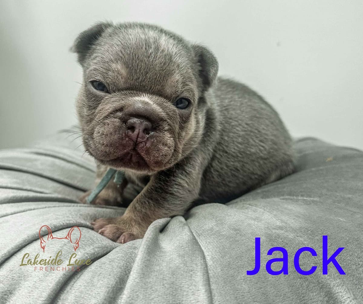 Adorable French Bulldog Puppies breeder image 6