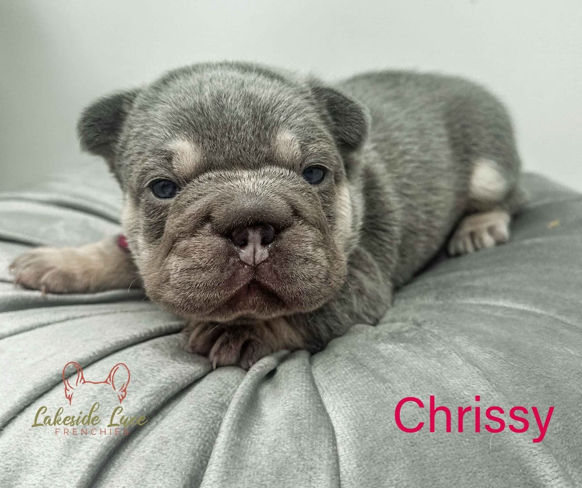 Adorable French Bulldog Puppies breeder image 8