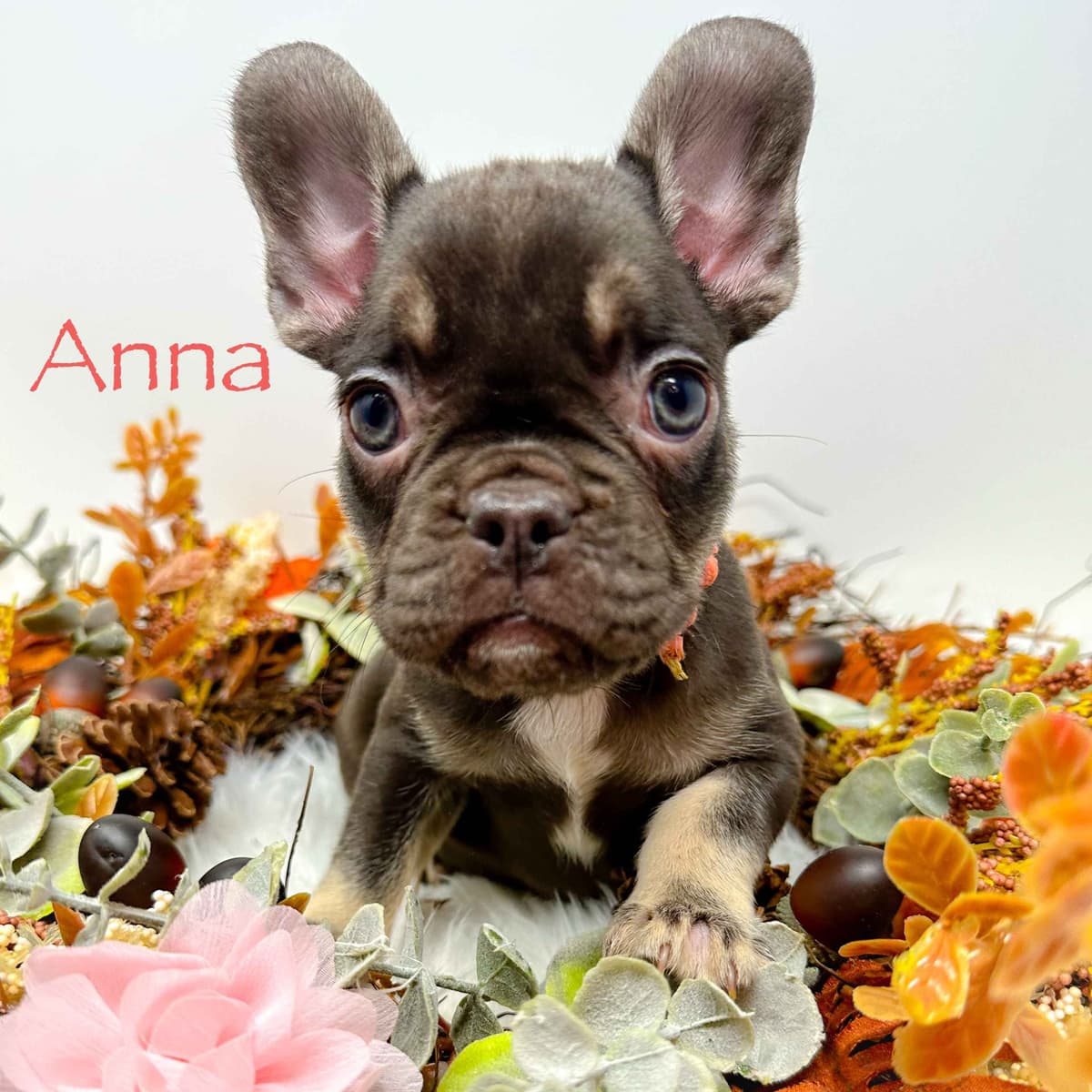 Adorable French Bulldog Puppies breeder image 9