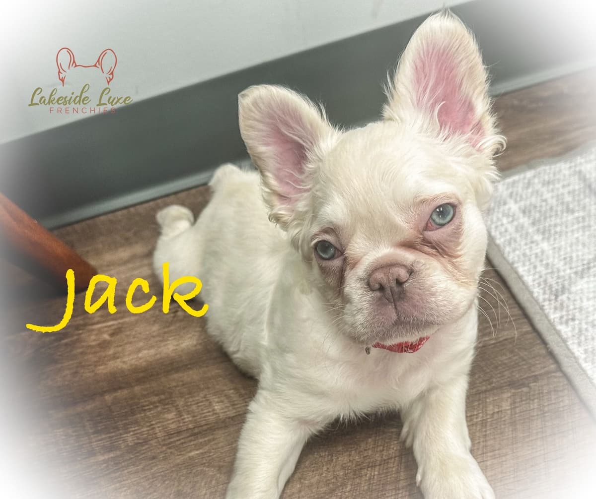 Adorable French Bulldog Puppies breeder image 10