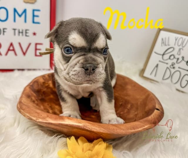 Adorable French Bulldog Puppies media 6