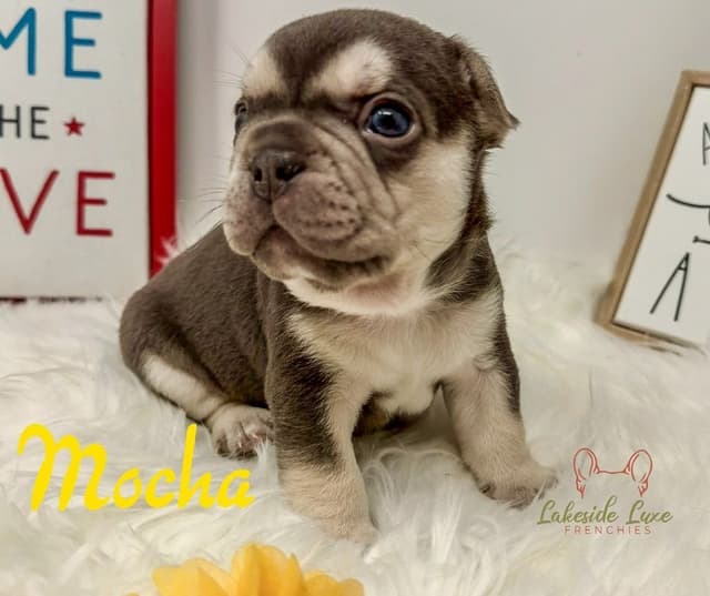 Adorable French Bulldog Puppies media 7