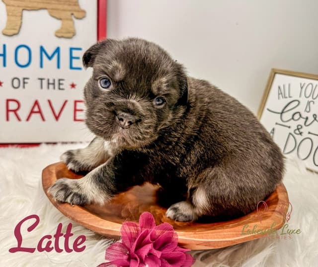 Adorable French Bulldog Puppies media 8