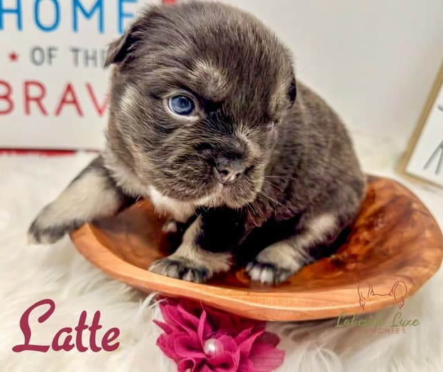 Adorable French Bulldog Puppies media 9