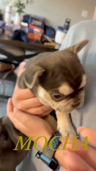 Adorable French Bulldog Puppies media 5