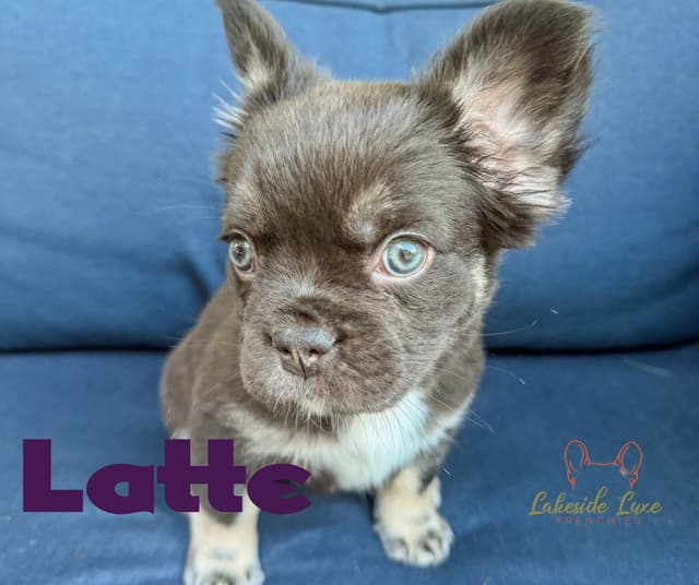 Adorable French Bulldog Puppies media 2