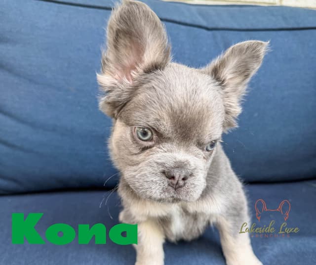 Adorable French Bulldog Puppies media 3