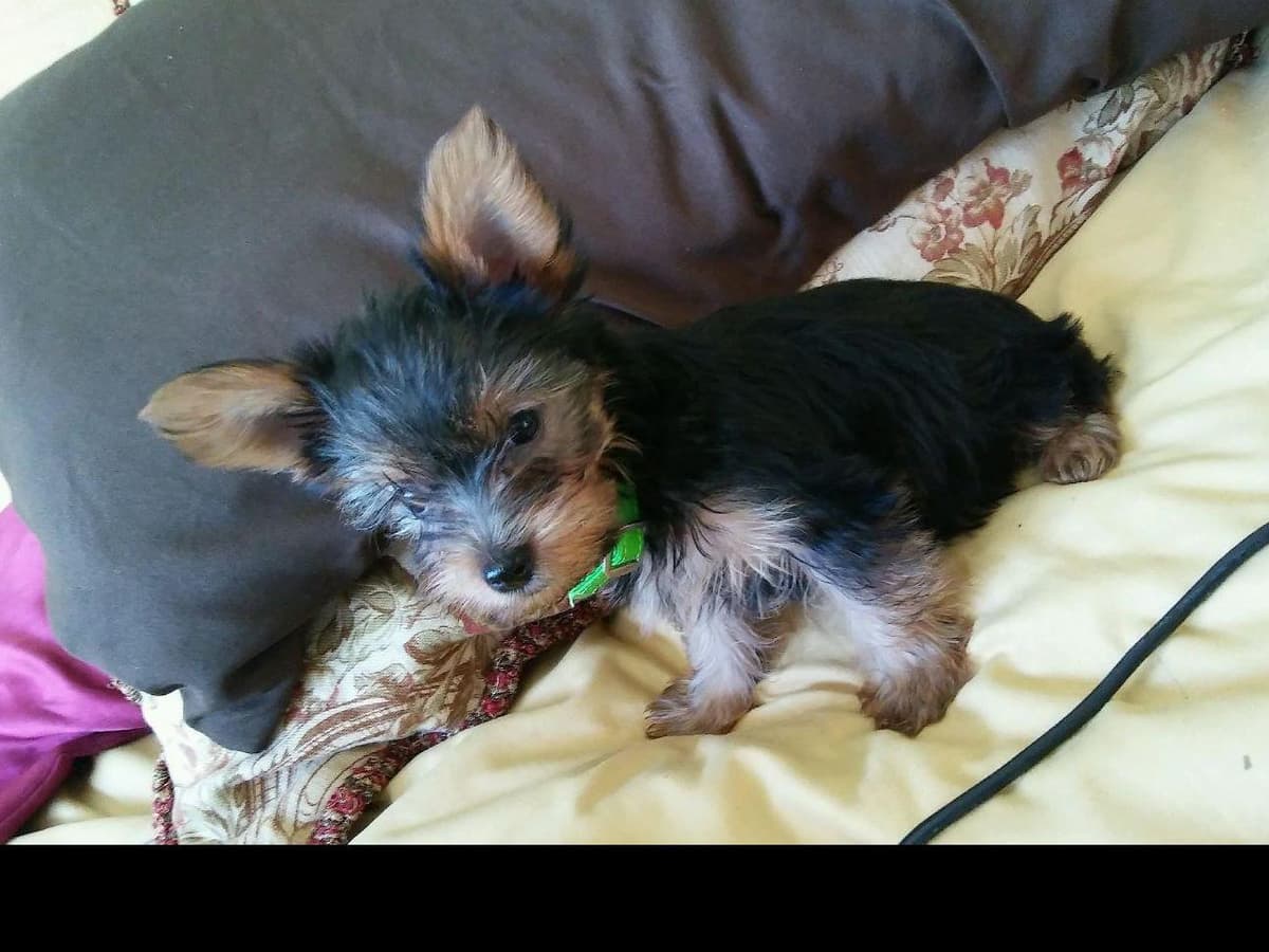 Yorkshire Terrier Puppies breeder image 4