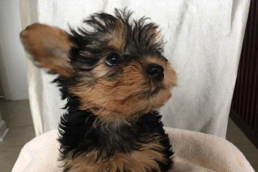Yorkshire Terrier Puppies breeder image 2