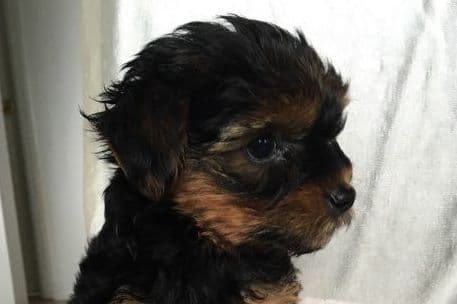 Yorkshire Terrier Puppies breeder image 3