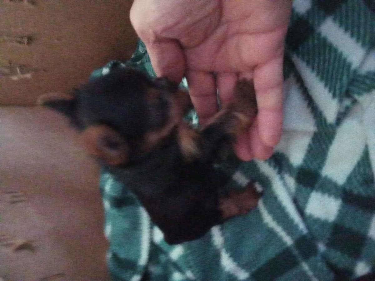 Yorkshire Terrier Puppies breeder image 5