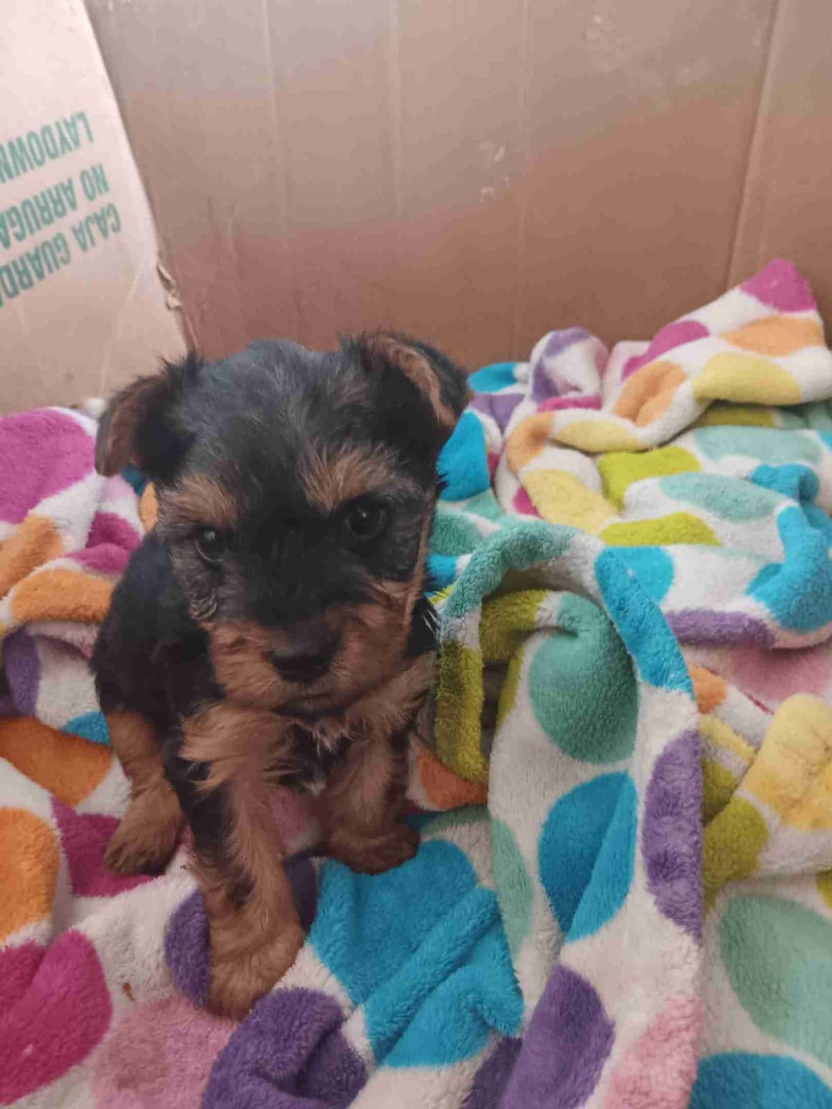 Yorkshire Terrier Puppies breeder image 6