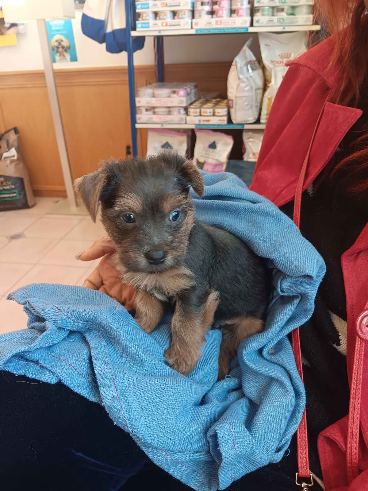 Yorkshire Terrier Puppies breeder image 7