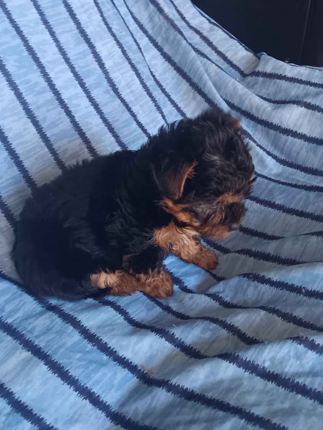 Yorkshire Terrier Puppies media 2