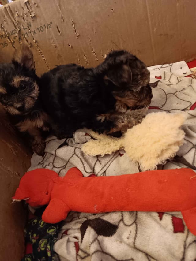 Yorkshire Terrier Puppies media 3