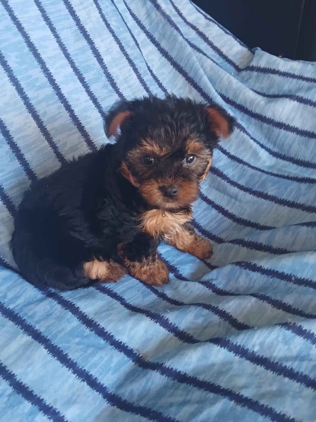 Yorkshire Terrier Puppies media 5