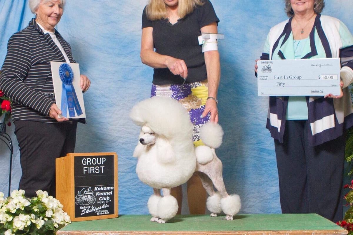 Poodle Puppies breeder image 1