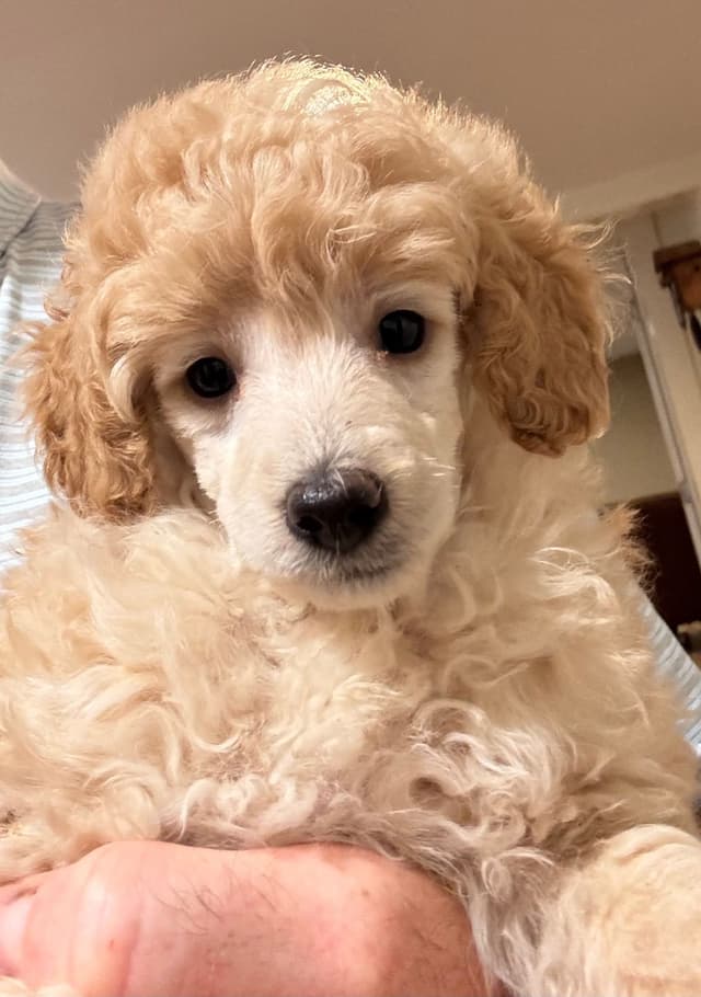 Poodle Puppies media 2