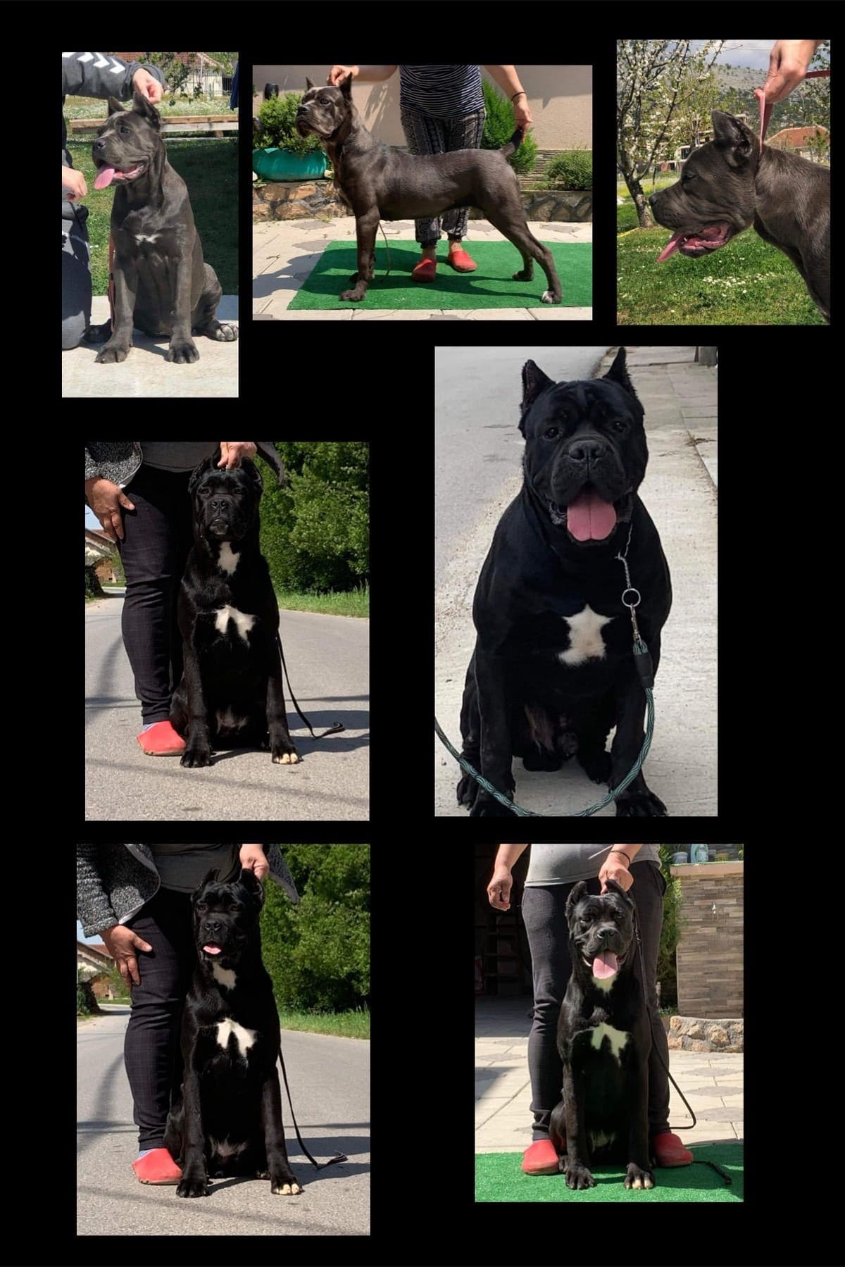 Cane Corso Puppies breeder image 1