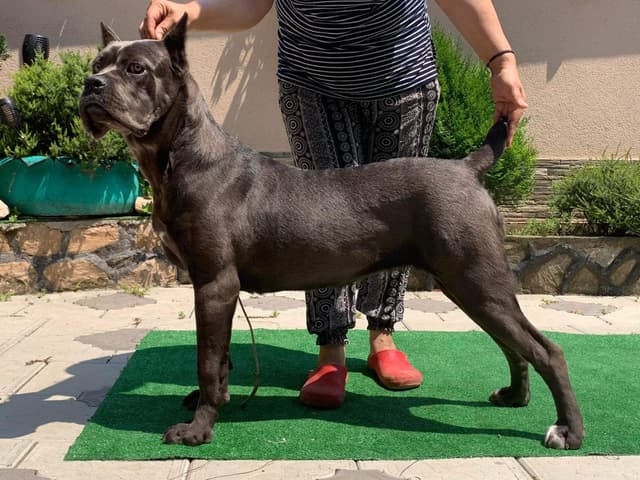Cane Corso Puppies media 2