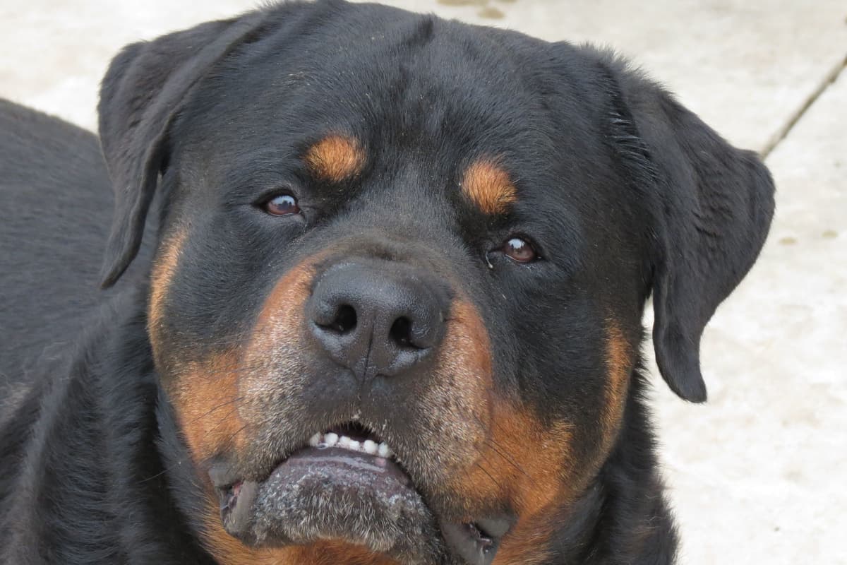 AKC Rottweiler Puppies breeder image 1