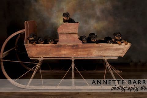 AKC Rottweiler Puppies breeder image 5