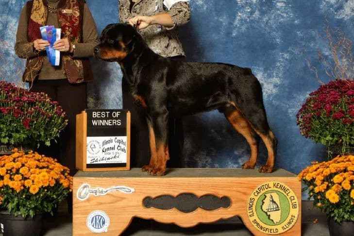 AKC Rottweiler Puppies breeder image 4