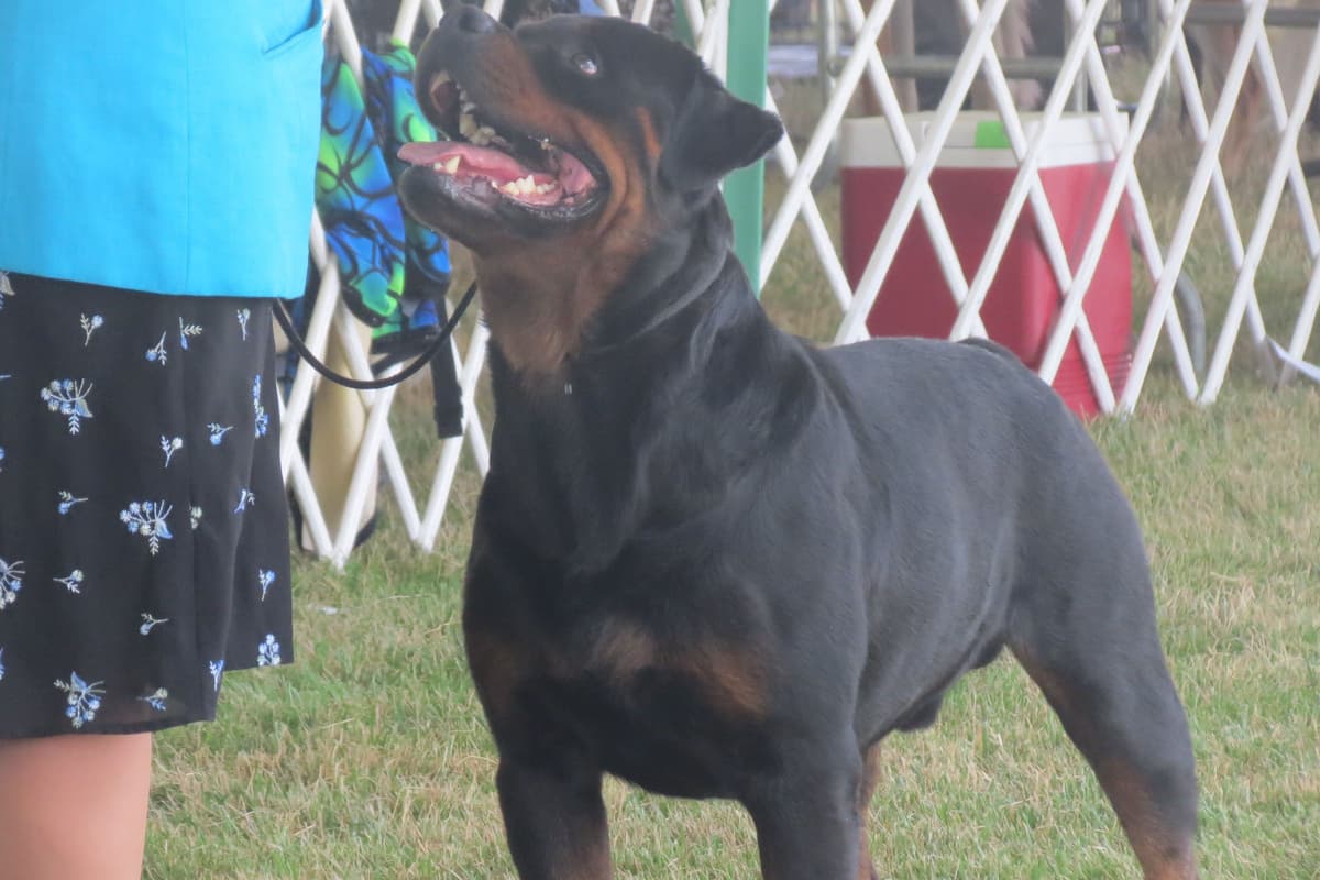 AKC Rottweiler Puppies breeder image 3