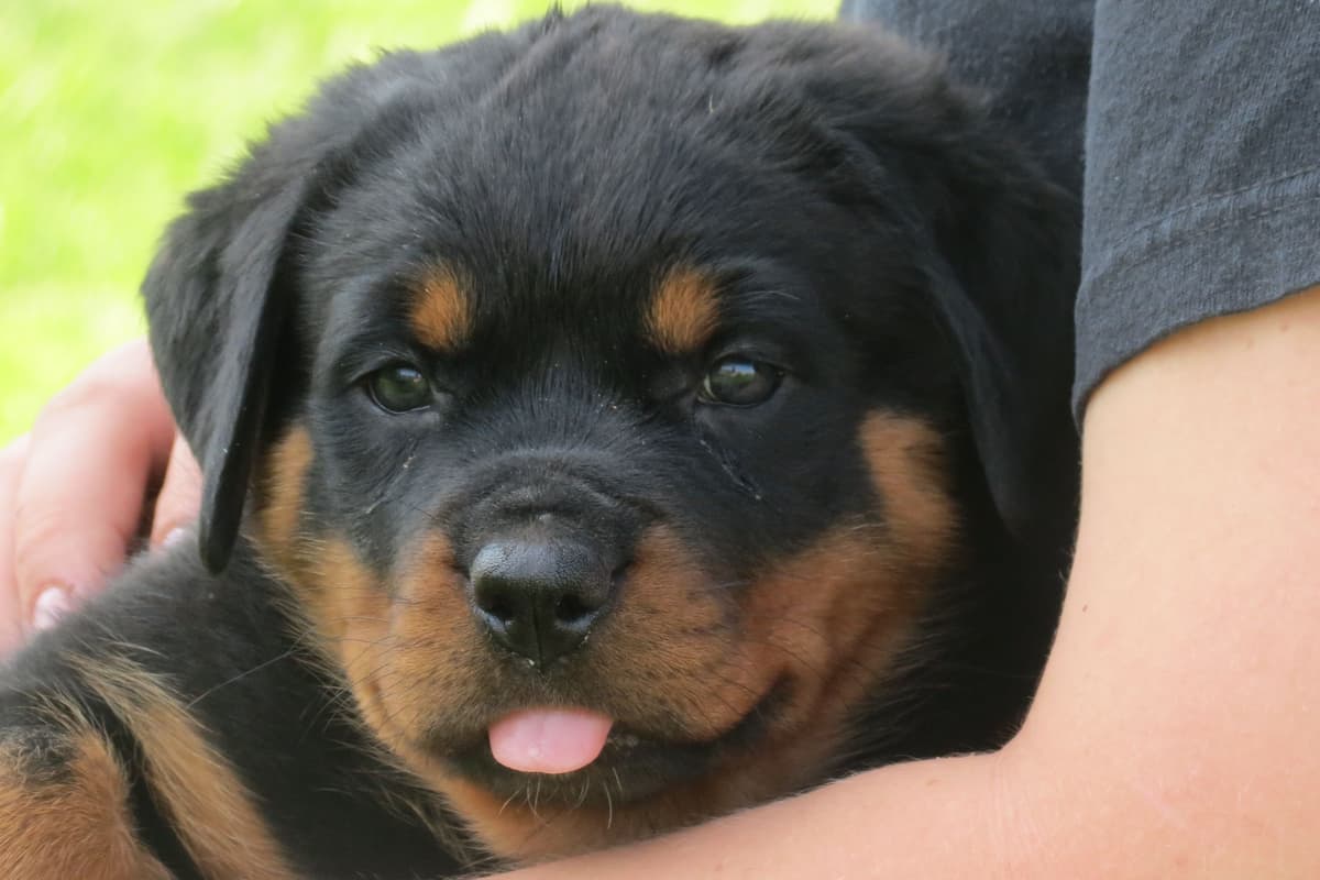 AKC Rottweiler Puppies breeder image 2