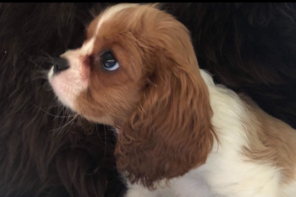 AKC Rottweiler Puppies breeder image 6