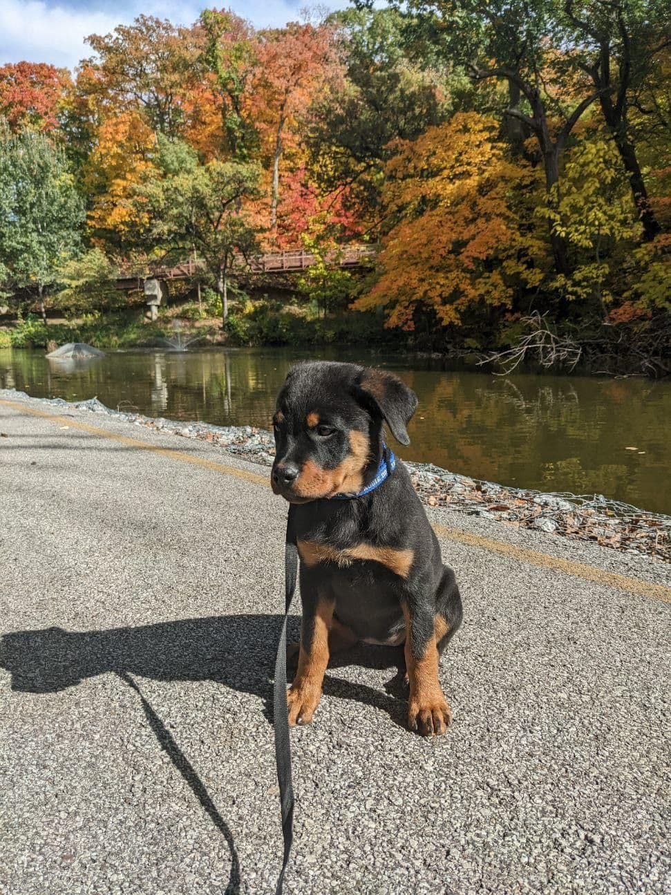 AKC Rottweiler Puppies breeder image 7