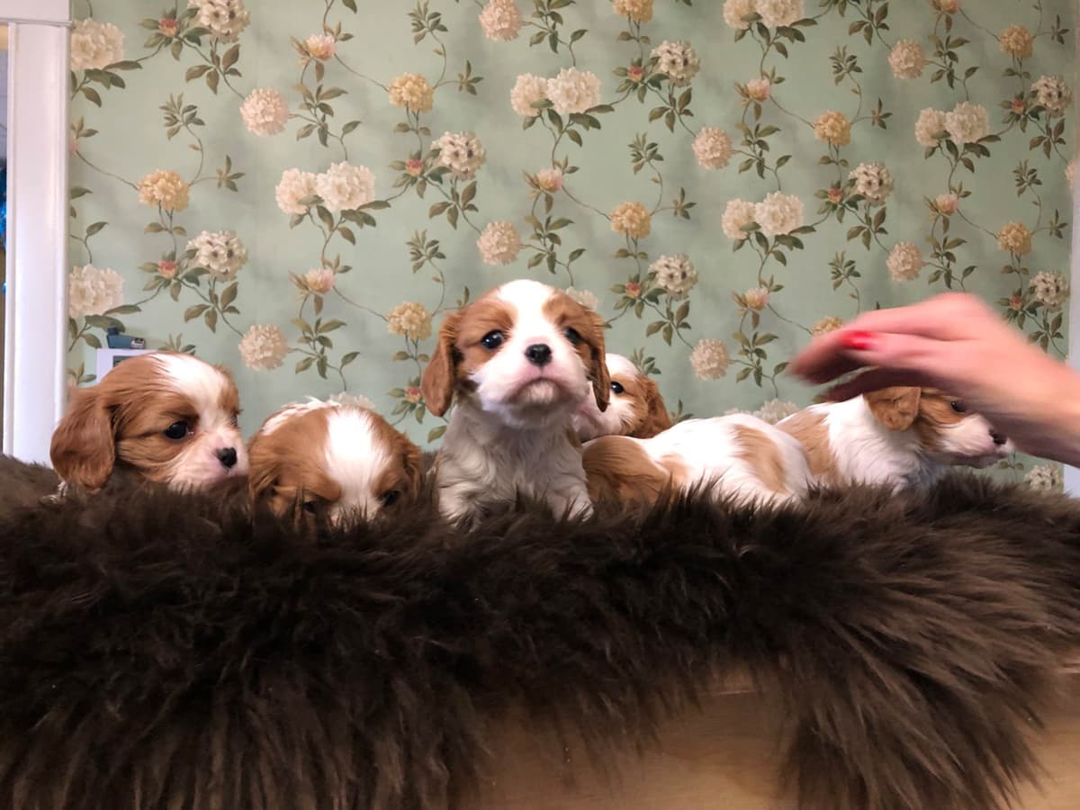 AKC Rottweiler Puppies breeder image 9