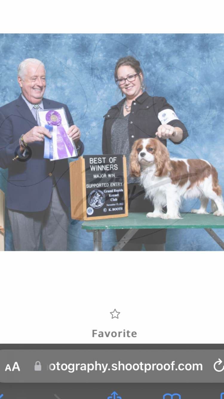 AKC Rottweiler Puppies breeder image 10