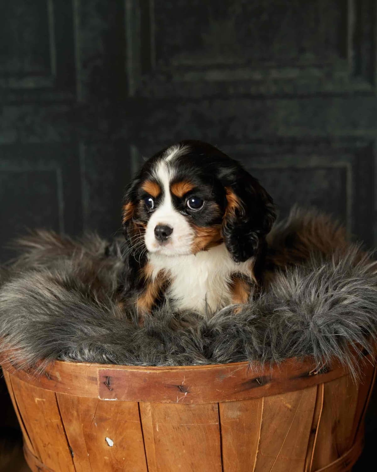 AKC Rottweiler Puppies breeder image 16