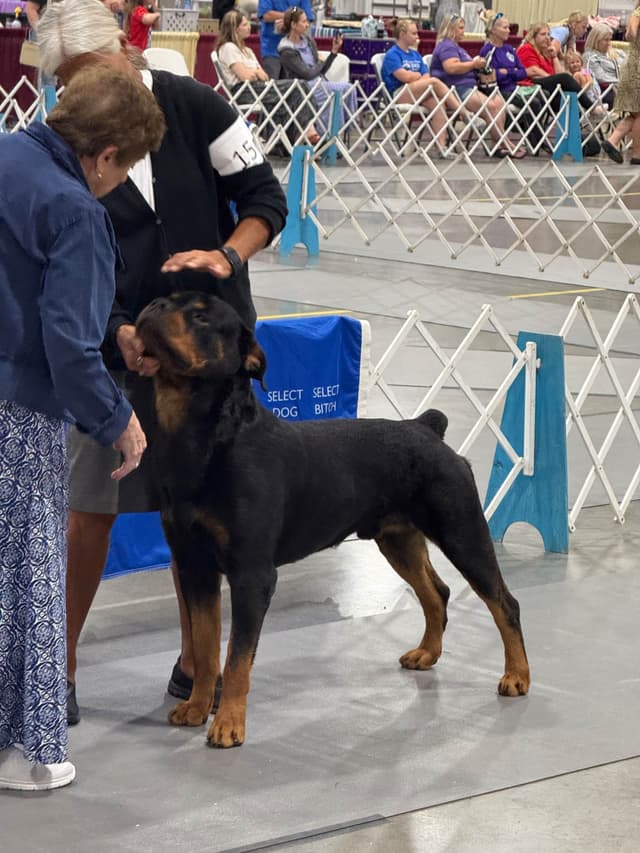 AKC Rottweiler Puppies media 2