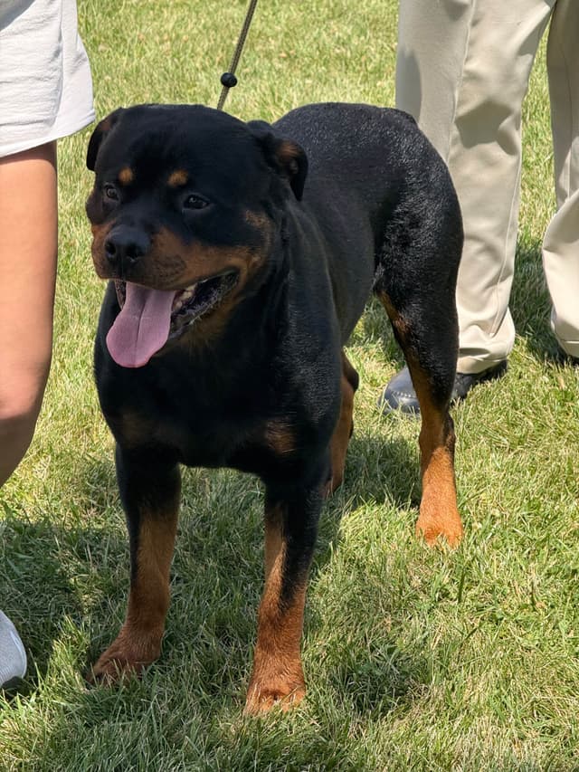 AKC Rottweiler Puppies media 3