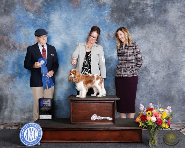 Cavalier King Charles Spaniel Puppies media 2