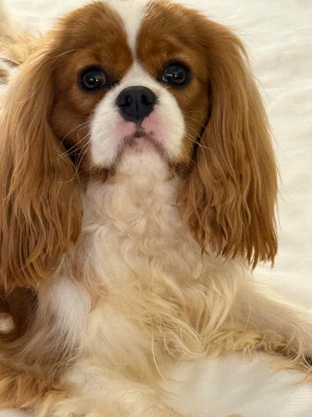 Cavalier King Charles Spaniel Puppies media 3