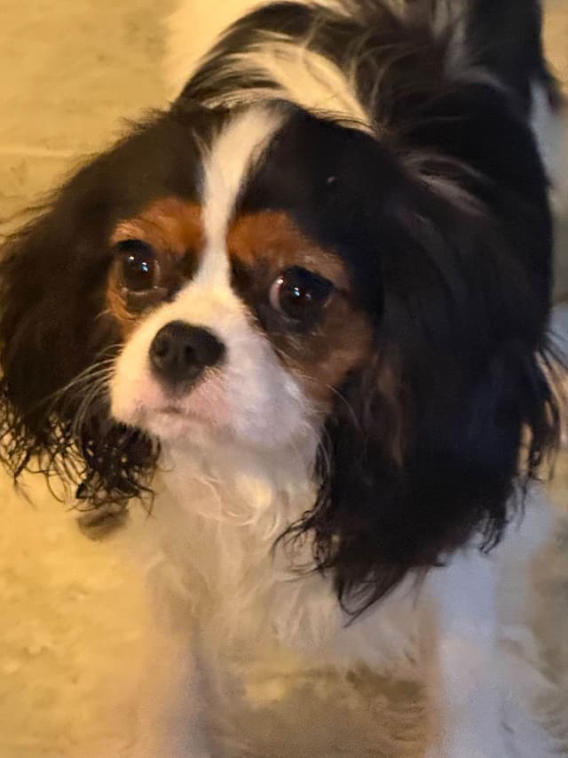 Cavalier King Charles Spaniel Puppies media 4