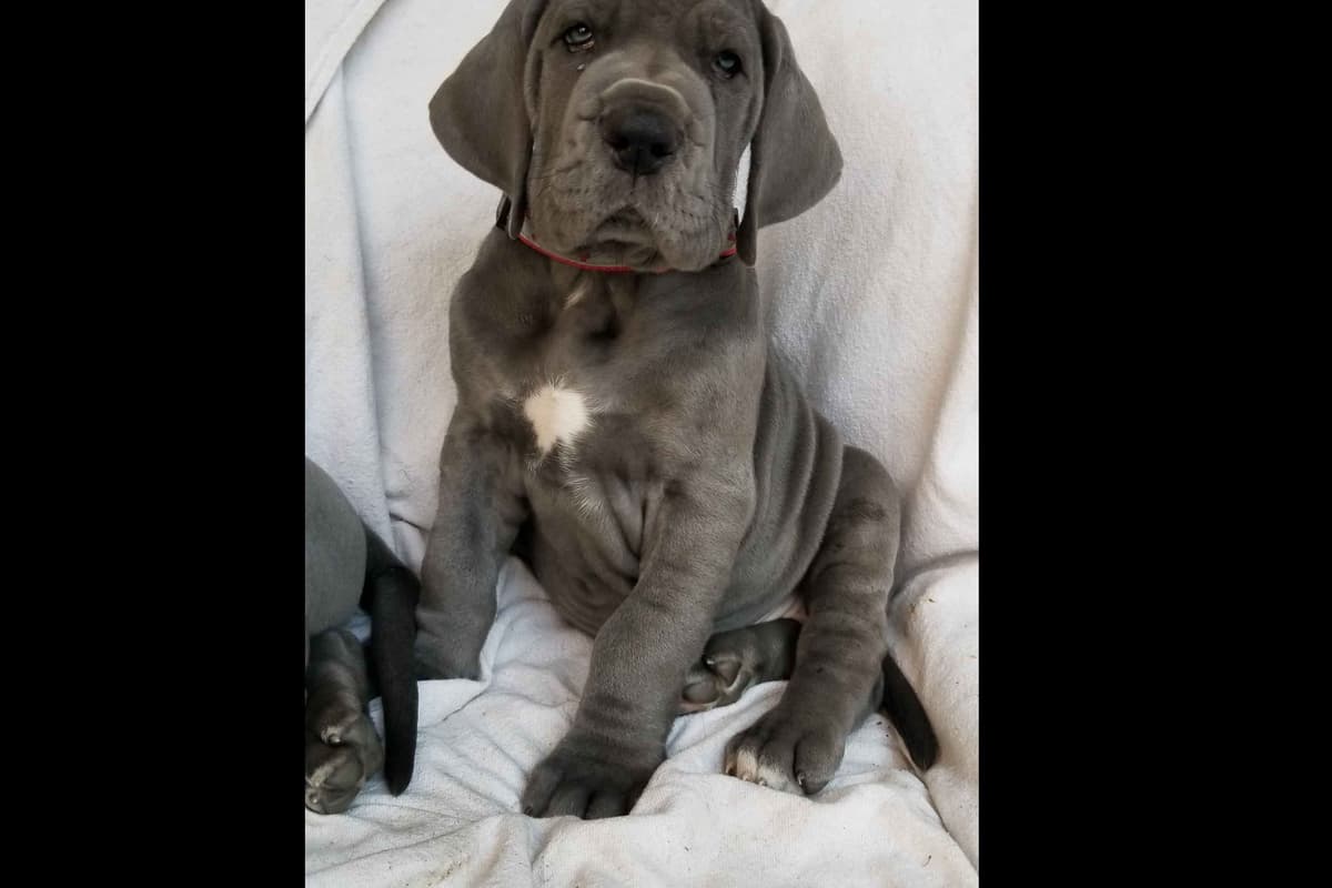 Fabulous "14" Fawn, Fawnequin, Fawn Merle (Scooby Doo) Great Danes breeder image 1